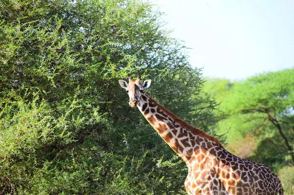 2 days Tanzania safari tour package to Tarangire and Ngorongoro Crater