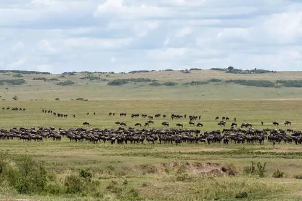 6-Day Serengeti Migration Safari Package