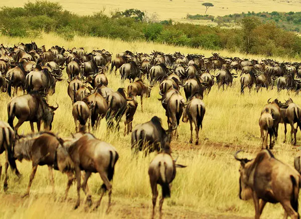 Best Serengeti migration safari tour packages