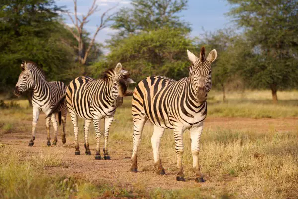 Best Tanzania safari tour packages
